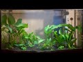 10 Gallon Planted Aquarium. Anubias, Java Fern, and Neon Tetras!