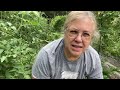 June garden and harvest | we have a potato stealer🤣🤣