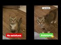 Cat Singing - No Autotune & Autotune edit