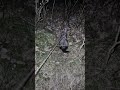 Ferret dooking in the forest. I was slow to film, he looked even more before.