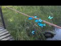 morpho butterflies flight test rendering 3