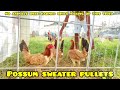 226 POSSUM SWEATER - KhalDrogo Gamefarm - Quality Gamefowl in the Philippines
