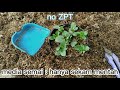 cara memperbanyak bunga panssy dg stek pucuk no ZPT!_vlog17