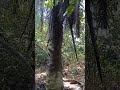 Pencarian Tok Wan yang hilang dalam hutan (2/1/2023)