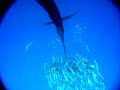Sailfish attacking a school of sardines - slow motion