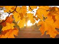 [4K UHD] Peaceful Autumn Music, Relaxing Music, Musical 