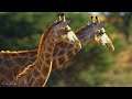 ЖИРАФЫ - Самые высокие животные в мире - Документальный фильм о дикой природе 4К