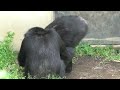 My buddy Fubuki! by Decky  僕の友達フブキ！デッキー　Chimpanzee  Tama Zoological Park