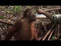 Hilarious Baby Orangutan Valentino Has No Manners | Love Nature