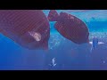 EPIC SNORKELLING IN THE EGYPTIAN RED SEA AS A BEGINNER | MARSA ALAM