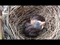 The baby bird is so hungry that it is weak, waiting for its mother to bring food. Bird Eps 226