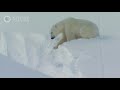 Polar Bear Mom Creates Avalanche to Save Family