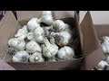 Harvesting and Curing Garlic