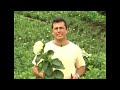 Como Cultivar de Forma Correcta las Hortensias - TvAgro por Juan Gonzalo Angel