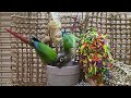 conure parakeet sounds for relaxation