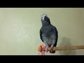 carefully)! - talking parrot!