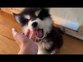 Getting A New Alaskan Malamute Puppy! (He's The Cutest Ever!!)