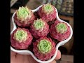 Succulent DIY Ideas from Recycling - Succulent Garden #肉植物 #다육이들 #Suculentas