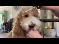 Grooming a Goldendoodle 