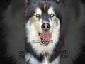 my husky is looking for a new Mrs.dad #husky #huskies #dogvideos