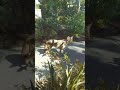 Coyote on the prowl in Laguna Woods Village, CA