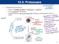 Lab 12-3: Protozoans Video Part 1
