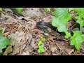 20240617 Rat Snake in the Birdhouse