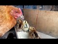 Having new chicks.#chickenfarming