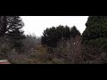 Blackheath - Burst of Snow, 2:15pm, 22-8-20