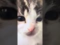 Try not to laugh 🤣 #challenge #funnyvideo #cuteanimals #comedy #trynottolough