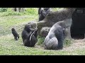 gorilla baby Jabali and D'jeeco Dad. Play with Ringo 2022-4-7 1126 ゴリラ고릴라 गोरिल्ला ກຣິລາ