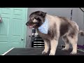 This Keeshond Puppy is ANGRY about being SHAVED..