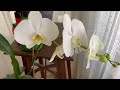 the amazing secret of orchid fertilizer (Fast and Easy)