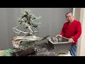 Turning a 500-Year-Old Yamadori CA Juniper into a Bonsai