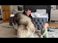 Adorable Baby Boy Talks To His Giant Husky! (Cutest Ever!!)