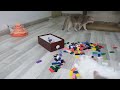 Cats have fun playing with dominoes 😅 Funniest Cats