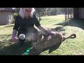 Robert Eklund records the purring cheetah Jade