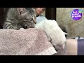 This Kitten's Best Friend Showed Her How To Swim! | Best Animal Friends | Dodo Kids