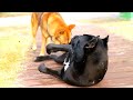cane corso (케인코르소) 8 months VS korean jindo dog (진돗개) 2year