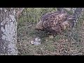 Kaljukotkas2::Golden Eagle~Female is feeding#1 😊  #2 has a bad position~7:16 am 2024/05/09