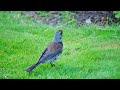 A Fieldfare foraging in the evening