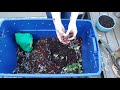 Vermicomposting 101: How to Create & Maintain a Simple Worm Bin