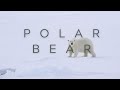 Polar bear: Guardians of the Arctic