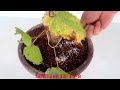 Growing grape tree from grape fruit for beginners