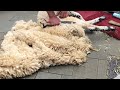 Pro sheep shearer shearing a sheep!!!#viral #sheep