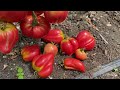 Обзор сортов томатов 2024 2 ч