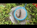 Amazing Catch Catfish Nests In Tiny Ponds, Comet Goldfish,Three Tailed Fish, Koi Bekko, Guppies