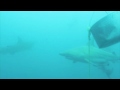 Baited Shark Dives in Protea Banks @ South Africa