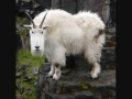 Last Man on Earth - The Mountain Goats