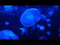 Scientifically Proven: Watching Blue Visuals Relaxes your Mind & Body | #relaxingvideos #relaxation